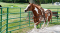 Round Pens and Relationship Building