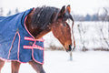 Senior Horse Checklist - Preparing For Winter