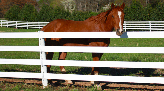 5" White Cenflex Rail Fence System, 660' Roll