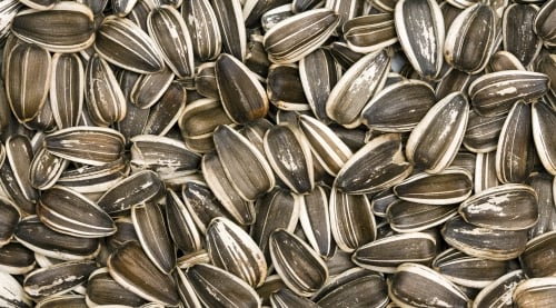 Striped Sunflower Seeds for Wild Birds, 25 or 50 lb