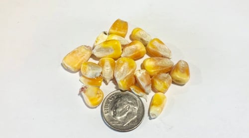 Shelled Corn for Wildlife & Feed, 10 or 50 lb