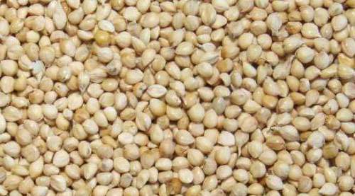 White Millet Seed for Birds