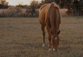 Autumn Stable Checklist 