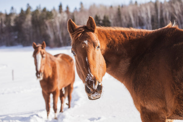 Winter Stall Comfort: Creating a Healthy and Happy Space for Your Horse