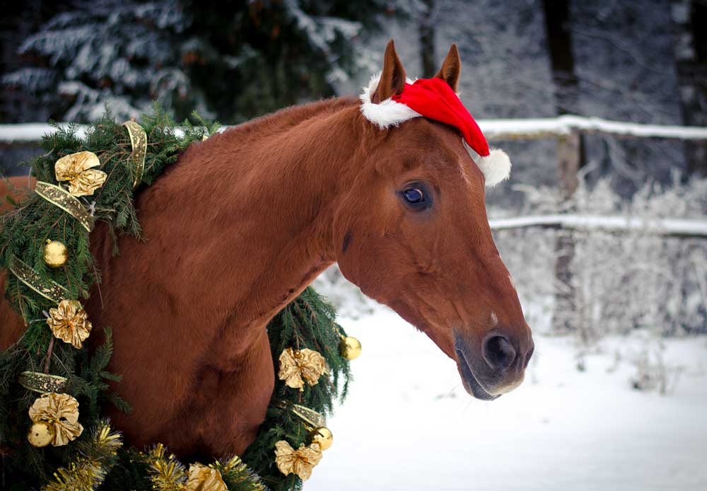 🎄 12 Days of Christmas Gift Ideas for Horse Lovers
