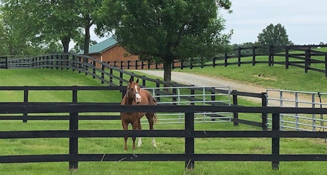 Planning for an Eco-Friendly Equine Property