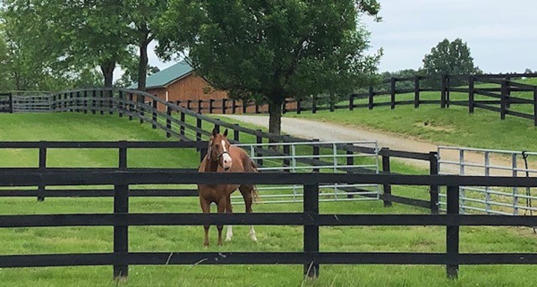 Planning for an Eco-Friendly Equine Property