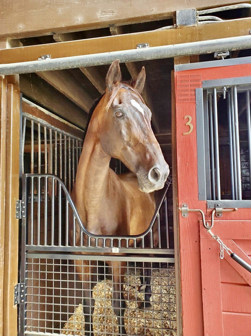 10 Hot Tips to Keep Your Horse Cool This Summer