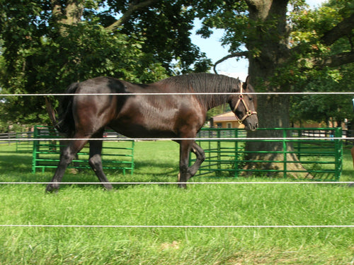 How to Install an Electric Fence For Horses