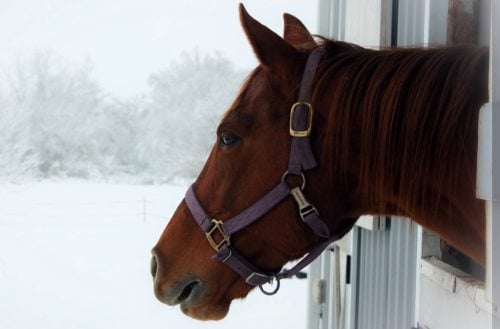 Stabling in the winter