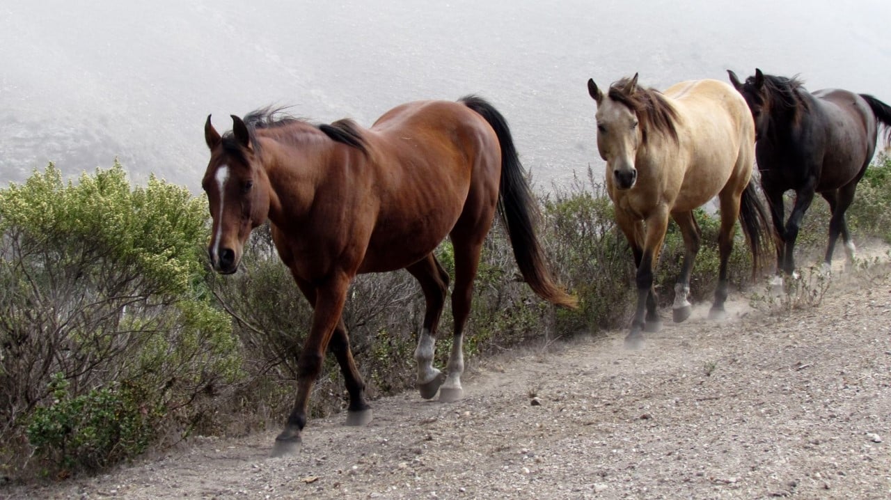 Return to Your Horses Roots with “Paddock Paradise”