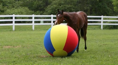 Boredom Busters and Enrichment for Horses