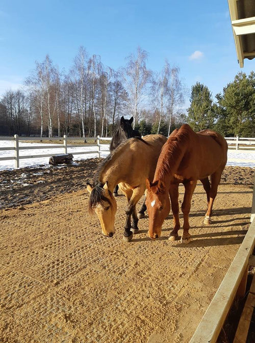 Lucky Charms of the Horse Barn