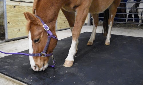 Horse Stall Flooring: Good, Better, Best