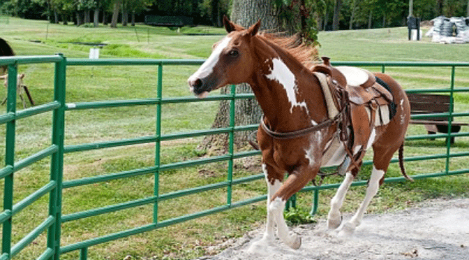 Round Pens and Relationship Building