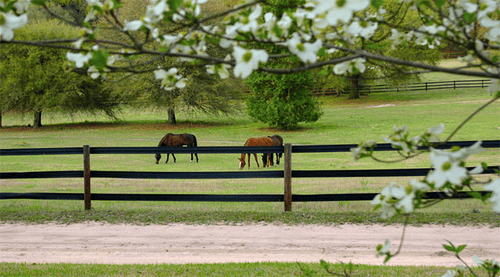 Are your Pastures Ready for Spring?