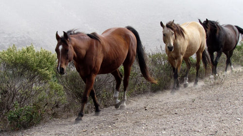 Return to Your Horses Roots with “Paddock Paradise”