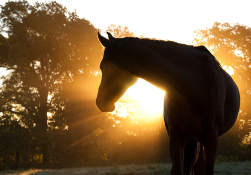 Top 10: Essential Equipment for Horse Farms