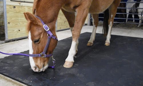 Horse Stall Flooring: Good, Better, Best