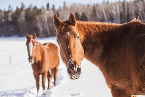 Winter Stall Comfort: Creating a Healthy and Happy Space for Your Horse