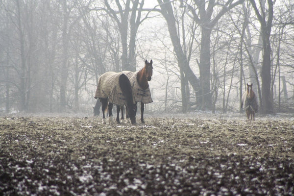 Autumn Stable Checklist