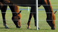 Mud Solutions Part 3: Maintaining Pastures in the Summer