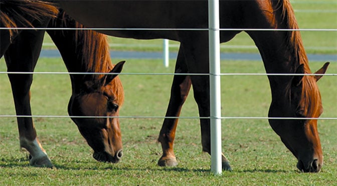 Mud Solutions Part 3: Maintaining Pastures in the Summer
