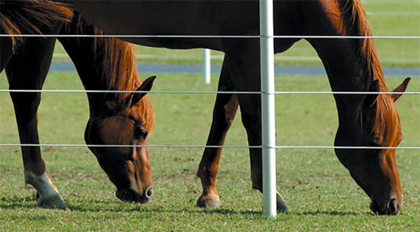 Mud Solutions Part 3: Maintaining Pastures in the Summer