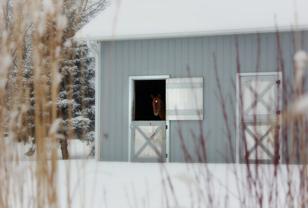 New Year’s Resolution – Bringing Your Horses Home