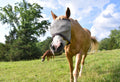 Summer Fly Control for Horse Farms