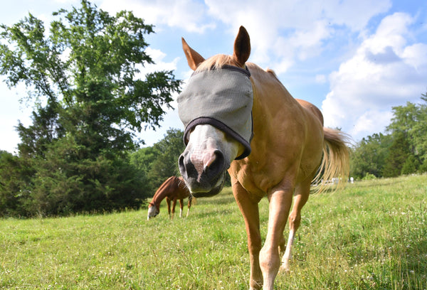 Summer Fly Control for Horse Farms