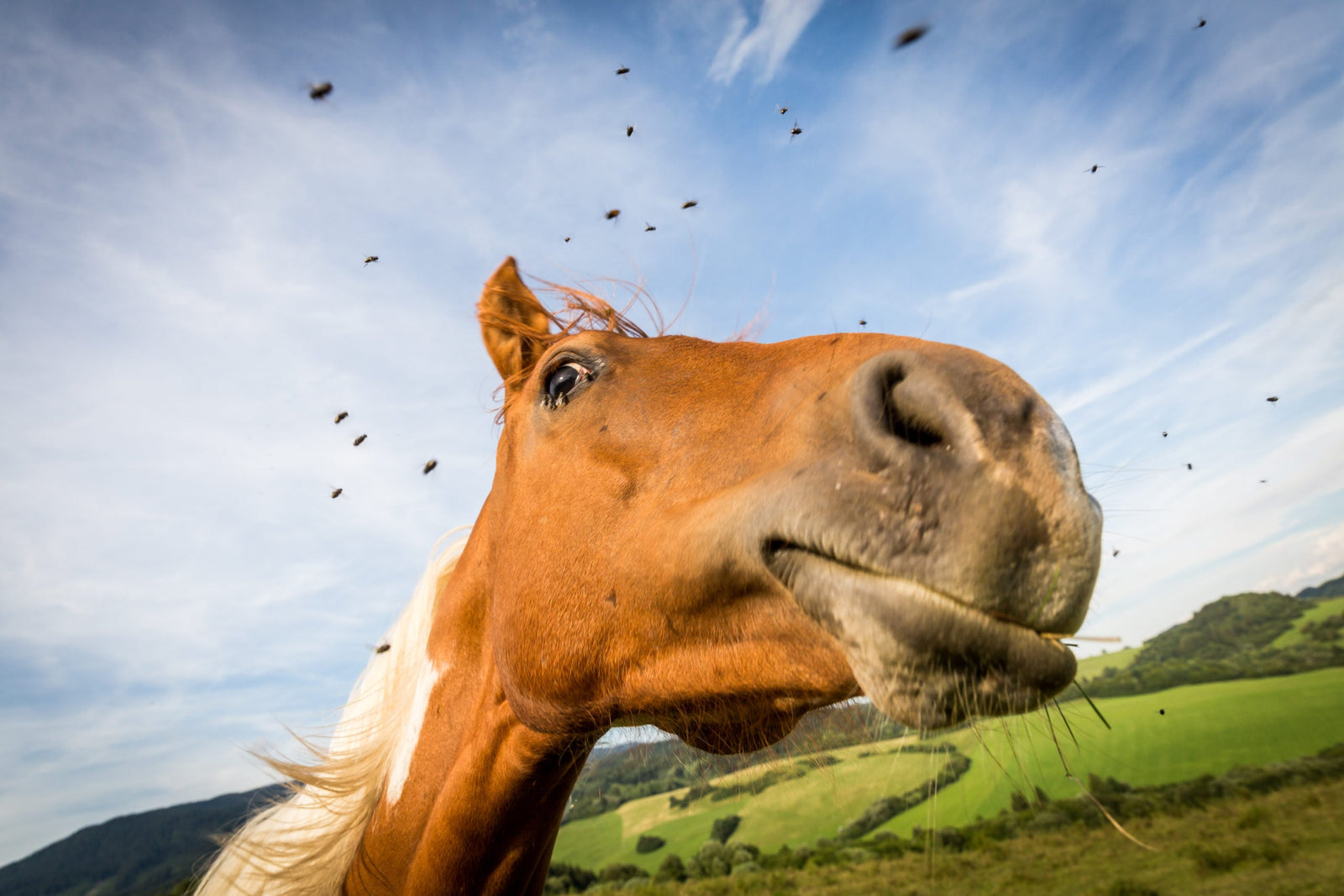 Summer Farm Fly Management
