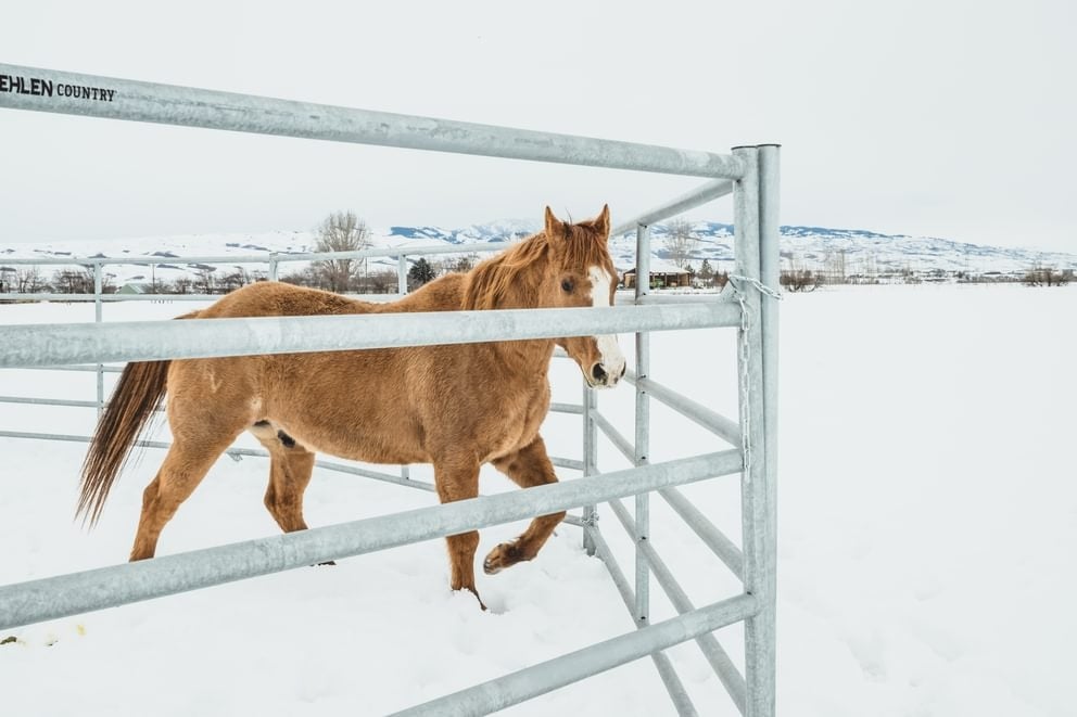 6' High Hot Dipped Galvanized Horse Panels or Combo Gate — alternate view 5