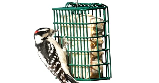 Suet Cakes for Wild Birds