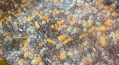 Pigeon Food with Corn, Grain Mix