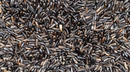 Thistle Seed for Finches, 10 or 50 lb