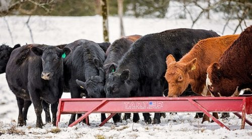 10' Steel Grain Feeder for Cattle & Livestock