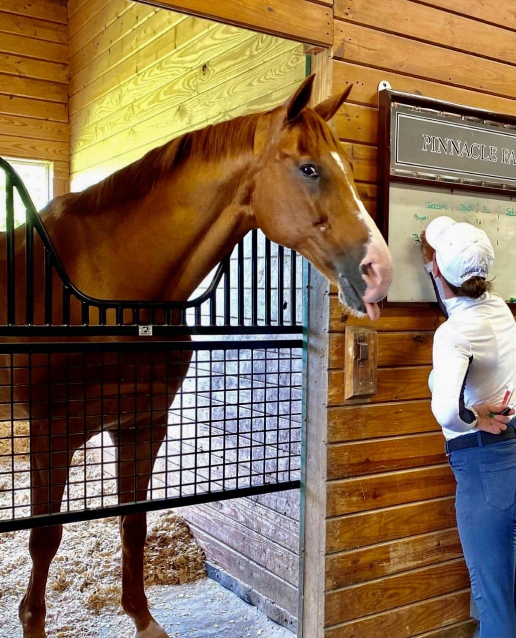 Elite Steel Stall Gates with Yoke Option — alternate view 4