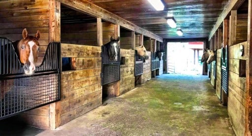 Elite Steel Stall Gates with Yoke Option — alternate view 2
