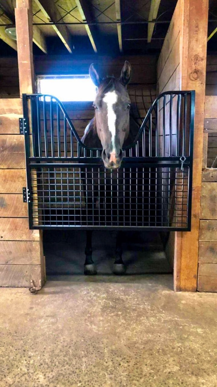 Elite Steel Stall Gates with Yoke Option — alternate view 5