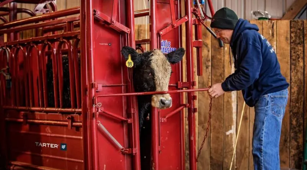 Cattlemaster Series 6 Self-Catching Heavy Duty Cattle Headgate — alternate view 5