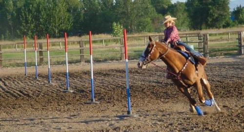 Pole Bending Bases for Horse Training, Set of 6 — alternate view 3