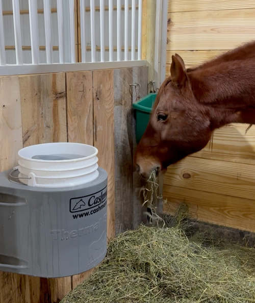 A brown horse eating hay inside a wooden stable, next to a gray and white Thermo-Cool canister feeder and a green stall waterer.