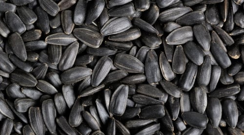 Black Oil Sunflower Seeds for Wild Birds