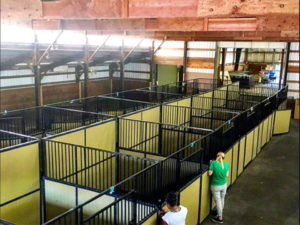 Portable Vinyl Horse Stalls Inside Barn