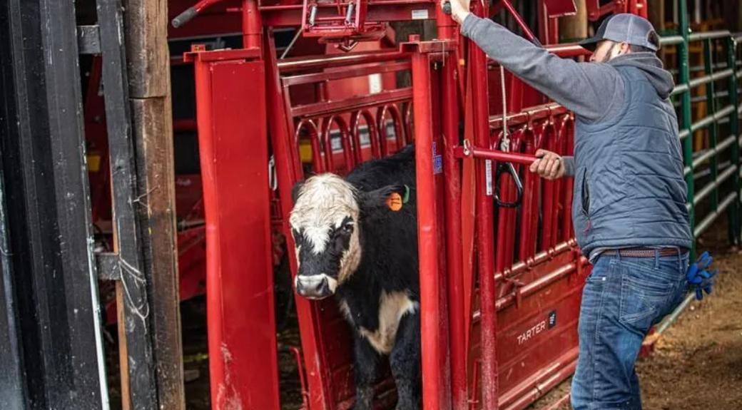 Cattlemaster Series 6 Self-Catching Heavy Duty Cattle Headgate — alternate view 2