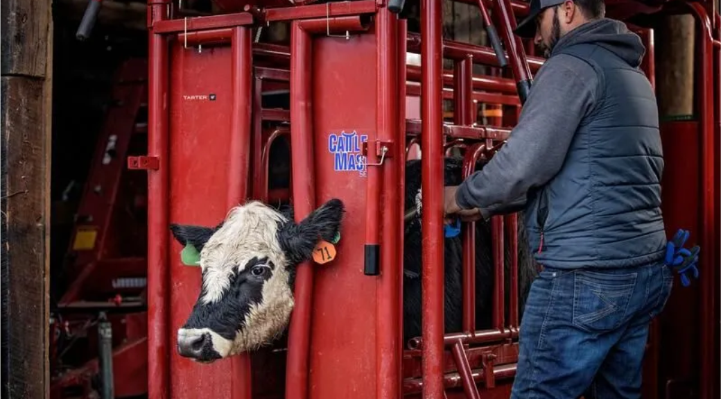 Cattlemaster Series 6 Self-Catching Heavy Duty Cattle Headgate — alternate view 3