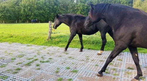 stable ground mud solution horses website