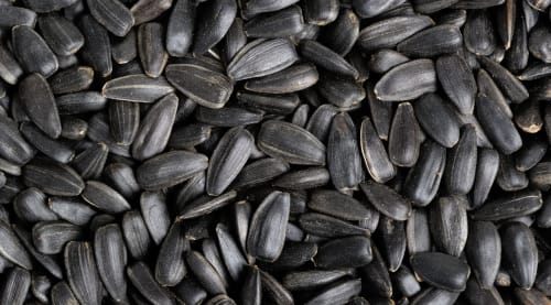 Black Oil Sunflower Seeds for Wild Birds — alternate view 2