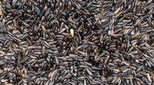 Thistle Seed for Finches, 10 or 50 lb — alternate view 2